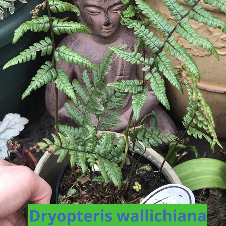 Plant image Dryopteris Wallichiana