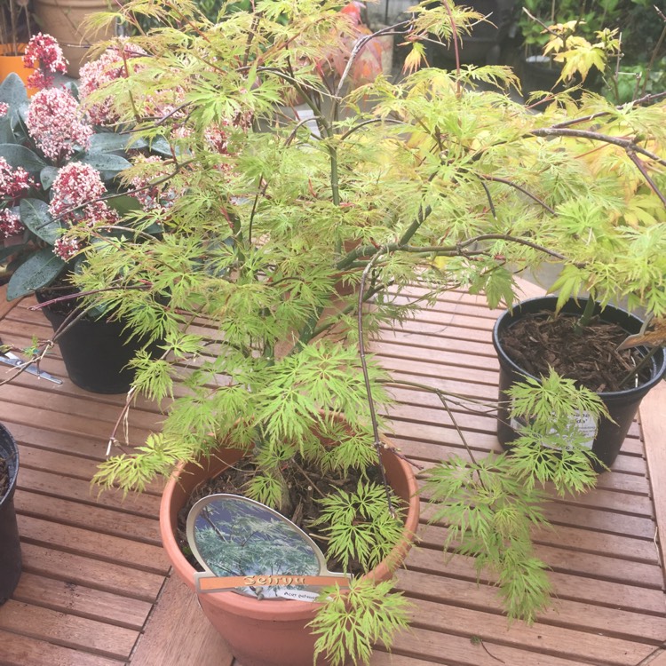 Plant image Acer palmatum 'Seiryu' (Dissectum Group) syn. Acer palmatum var. dissectum 'Seiryu'