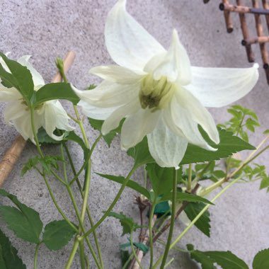 Clematis Macropetala