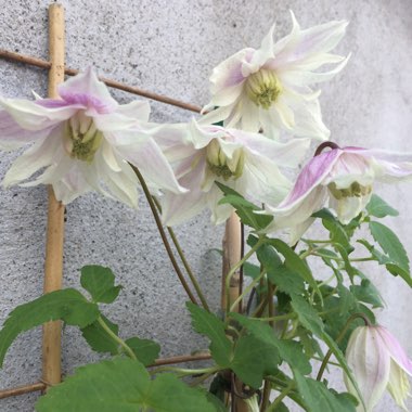 Clematis Macropetala