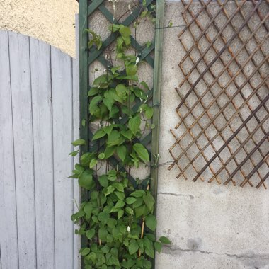 Clematis 'Comtesse De Bouchaud'