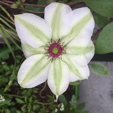 Clematis 'Miss Bateman'