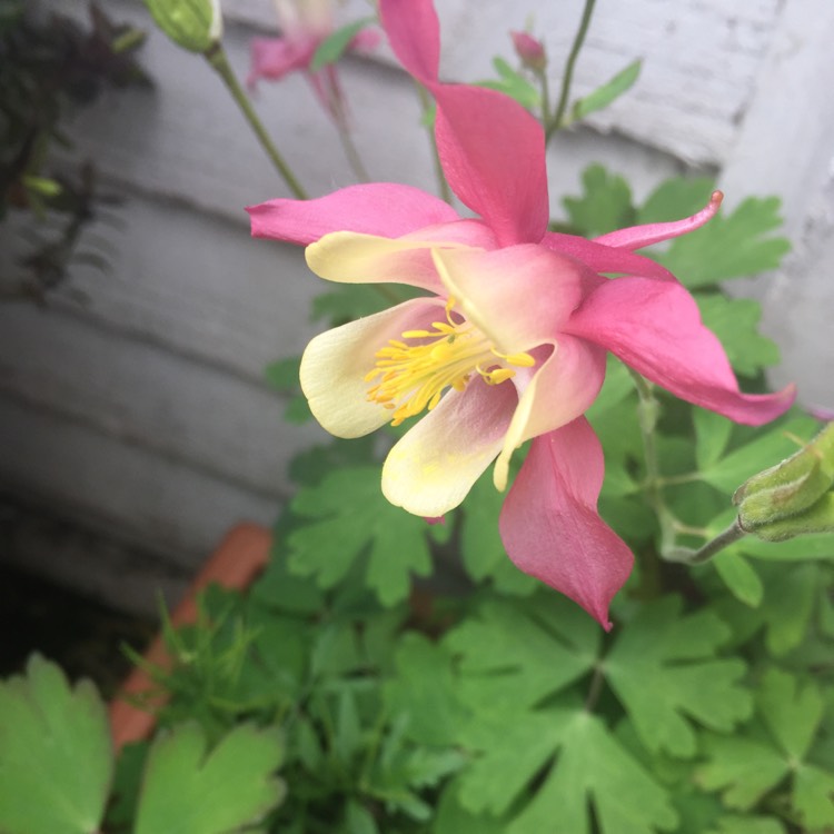 Plant image Aquilegia  'Origami Pink and White'