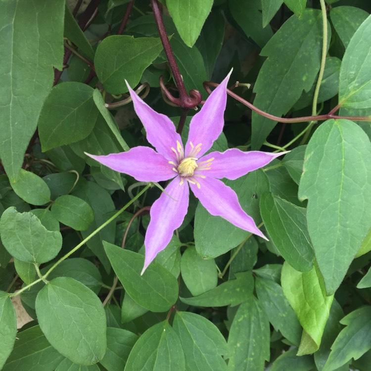 Plant image Clematis viticella 'Justa'