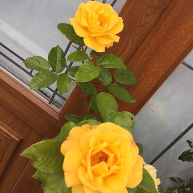 Rosa 'Yellow Brick Road'