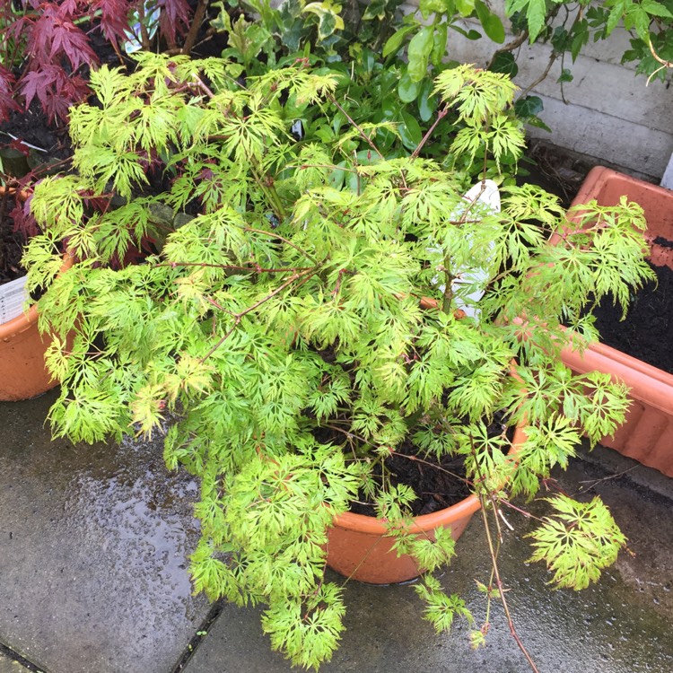 Plant image Acer palmatum 'Seiryu' (Dissectum Group) syn. Acer palmatum var. dissectum 'Seiryu'