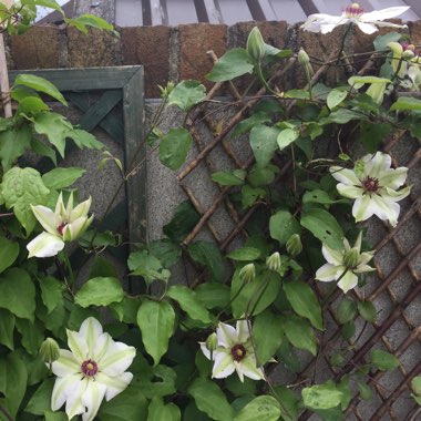 Clematis 'Miss Bateman'