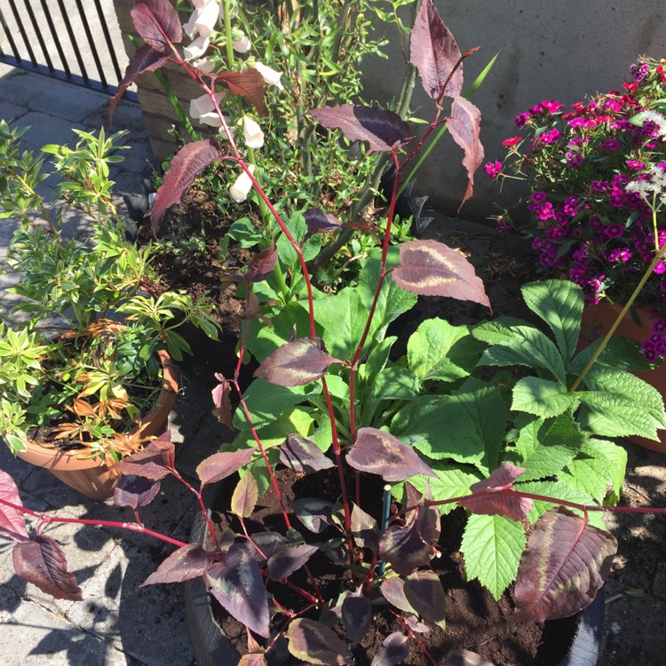 Plant image Persicaria microcephala 'Red Dragon'