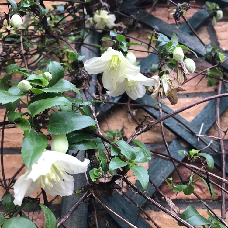 Plant image Clematis cirrhosa 'Jingle Bells'