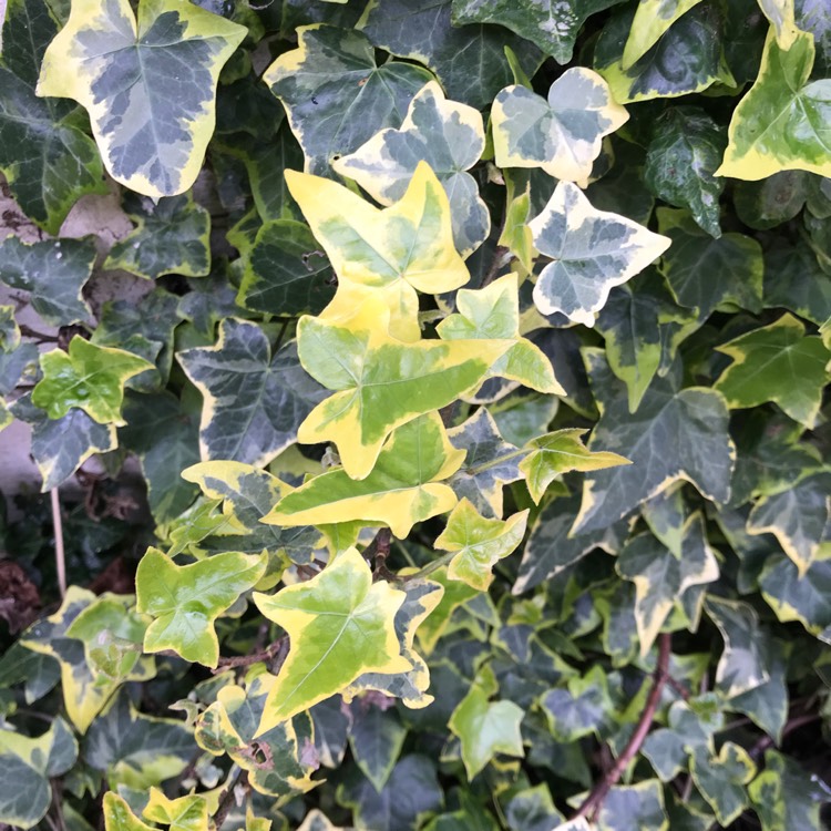 Plant image Hedera helix 'Goldheart'