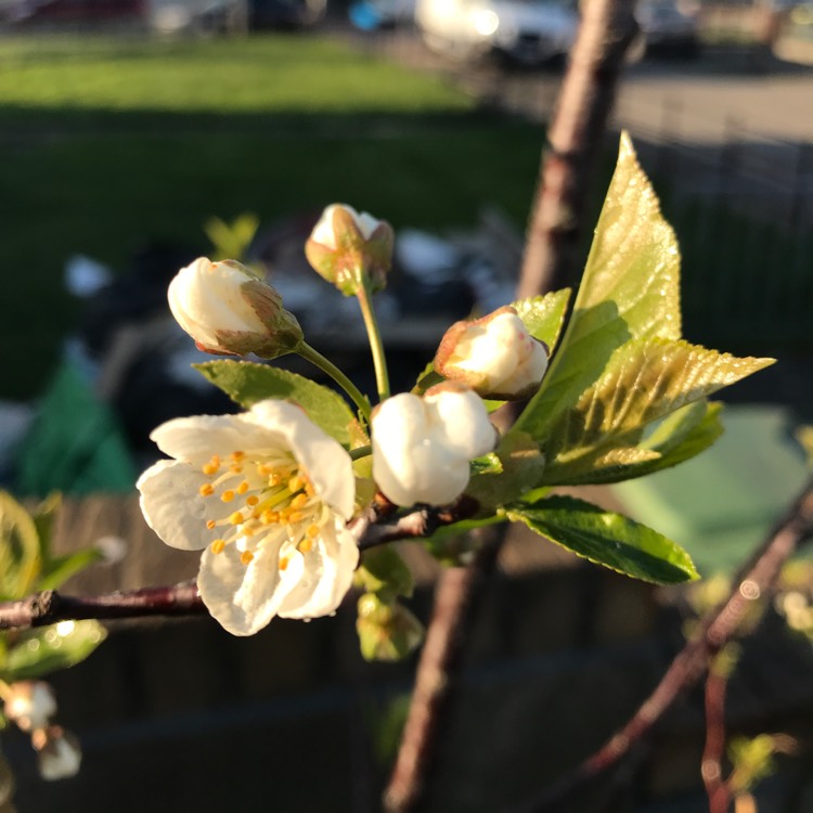 Plant image Pyrus communis 'Williams Bon Chretien' syn. Pyrus communis 'William'