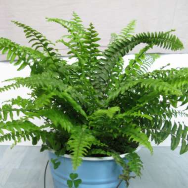 Boston Fern