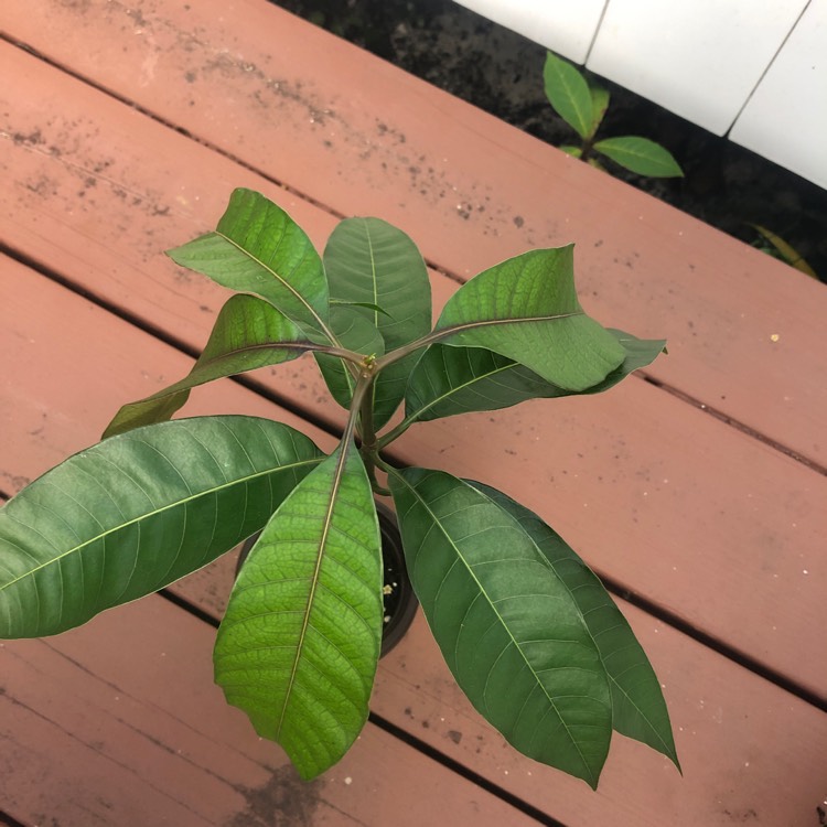 Plant image Mangifera indica R2E2