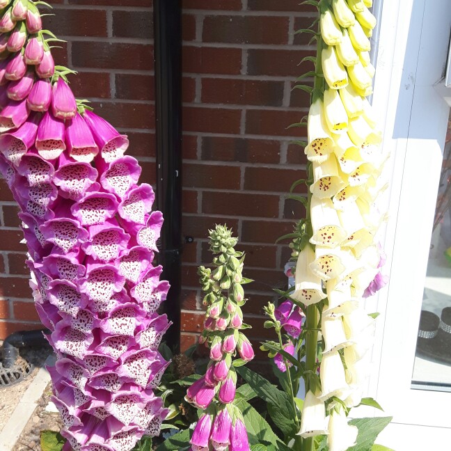 Foxglove 'Dalmatian White'