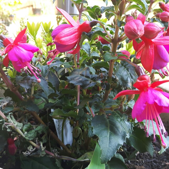 Fuchsia (Half-Hardy)