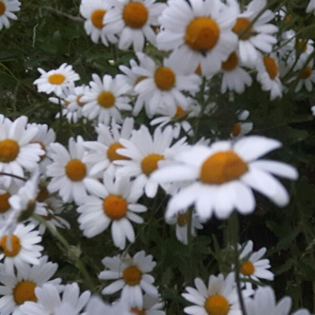 Shasta Daisy 'Phyllis Smith'