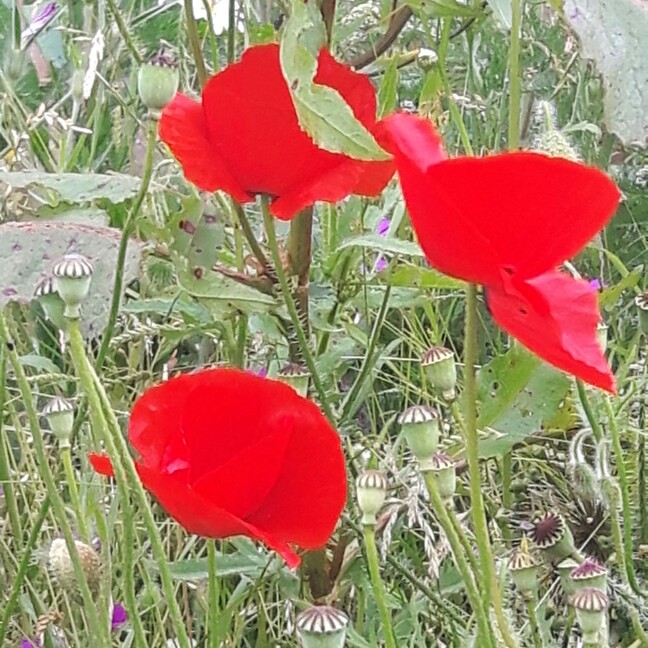 Long headed poppy