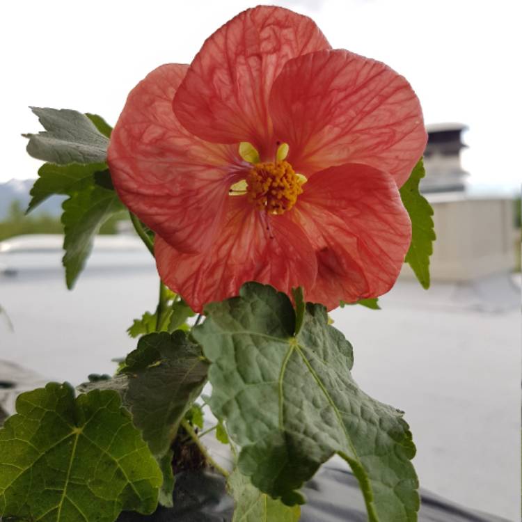 Plant image Abutilon 'Bella Red'