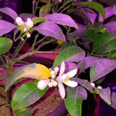 Meyer Lemon Tree