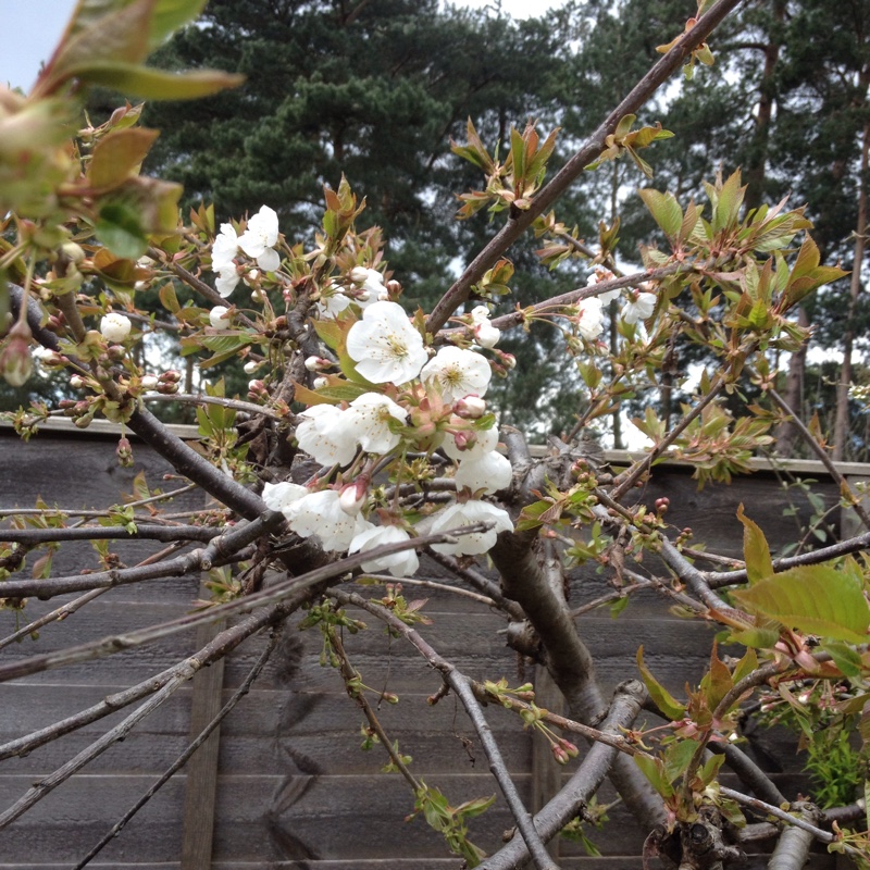 Plant image Prunus japonica 'Brilliant'