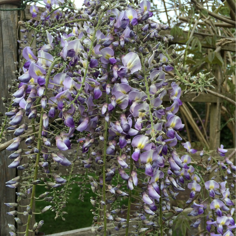 Plant image Wisteria floribunda 'Lavender Lace'