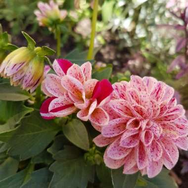 Bedding Dahlia