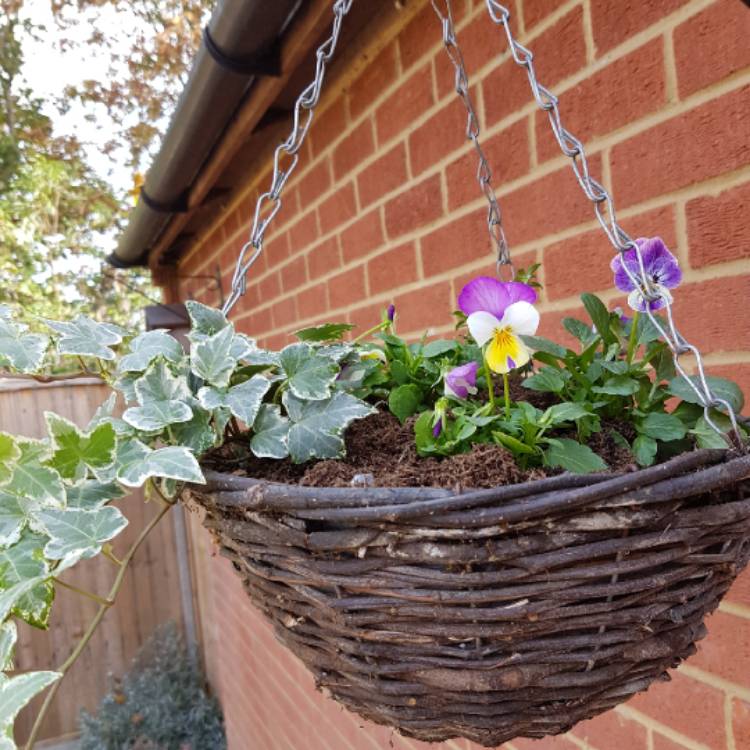 Plant image Viola cornuta 'Sorbet Pink Wing'