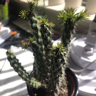 Cylindropuntia