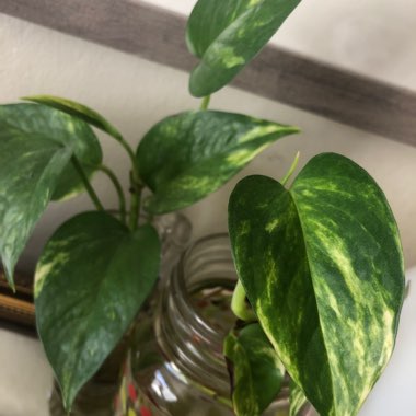 Epipremnum aureum  syn. Epipremnum pinnatum 'Aureum', Scindapsus aureus, Pothos aureus, Rhaphidophora aurea