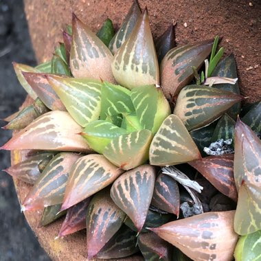 Haworthia retusa