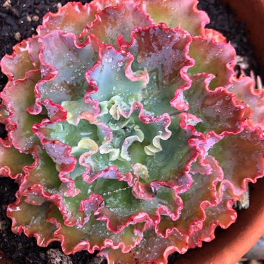 Echeveria Blue Waves