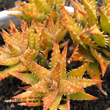 Aloe Zanzibarica