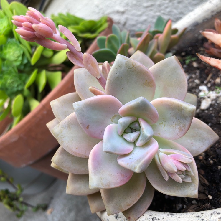 Plant image Graptopetalum Purple Haze