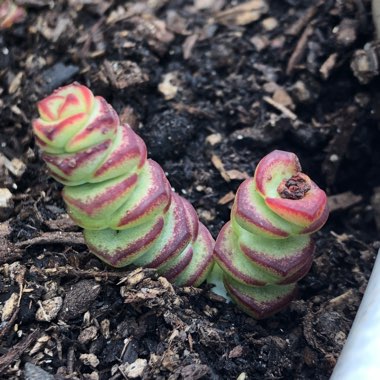 Crassula perforata x Crassula rupestris var marnieriana 'Baby Necklace'