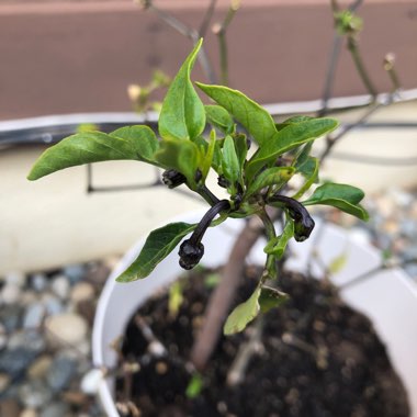 Capsicum Annuum 'Hungarian Black'