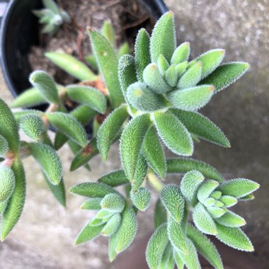 Crassula mesembryanthemoides subsp. mesembryanthemoides