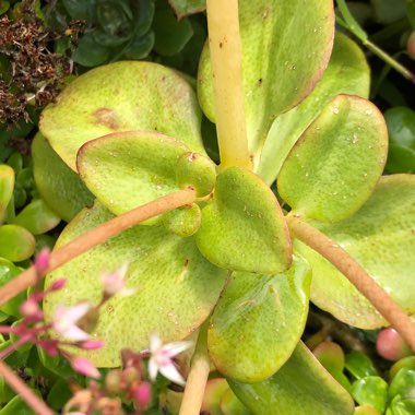 Crassula multicava