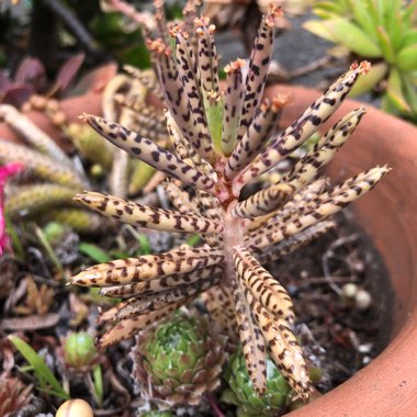 Kalanchoe Tubiflora (Bryophyllum delagoense)