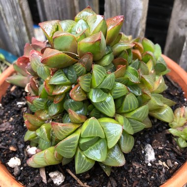 Haworthia retusa