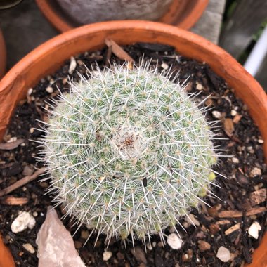 Mammillaria haageana 'Elegans'