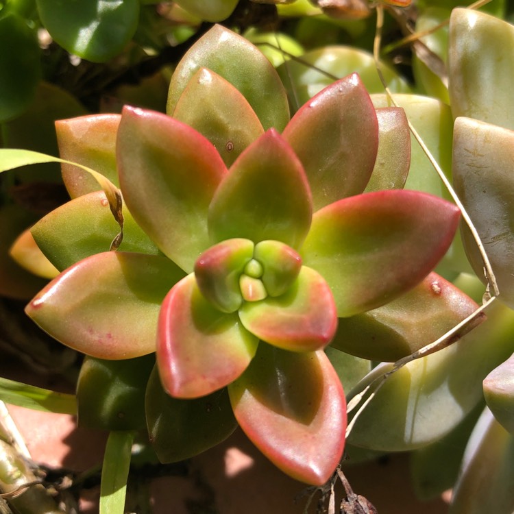 Plant image x Graptosedum Bronze