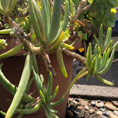 Senecio ficoides