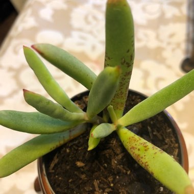 Cotyledon orbiculata var. 'Oophylla'