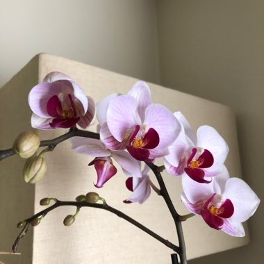 Phalaenopsis