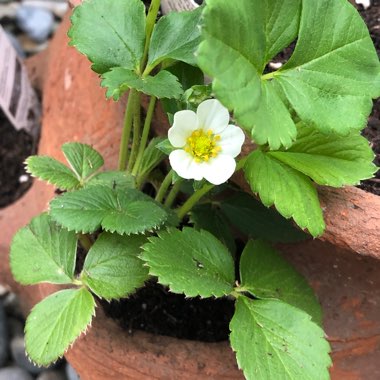 Fragaria x ananassa 'Elsanta'