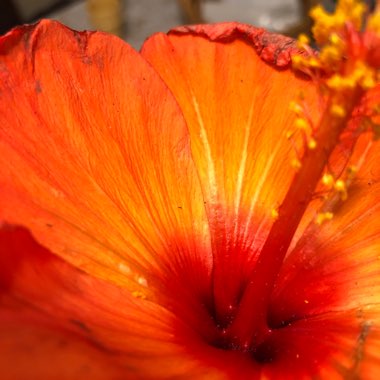 Hibiscus Fiori Grande