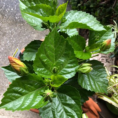 Hibiscus Fiori Grande