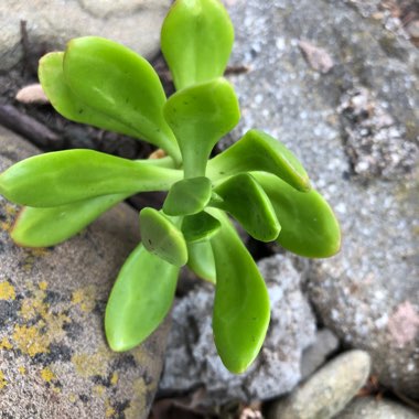 Sedum Dendroideum