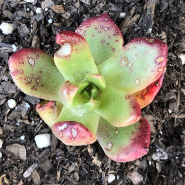 Echeveria Agavoides