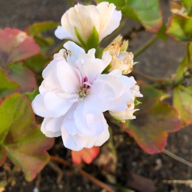 Pelargonium 'Grandeur White' (Ivy Leaved Grandeur Series)